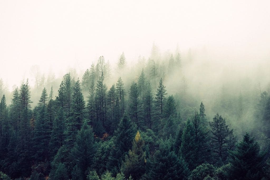 Sapins dans la brume