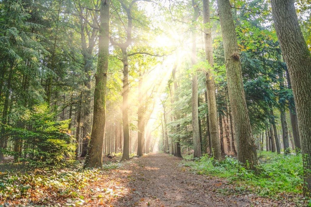 Chemin forestier sous un rayon de soleil