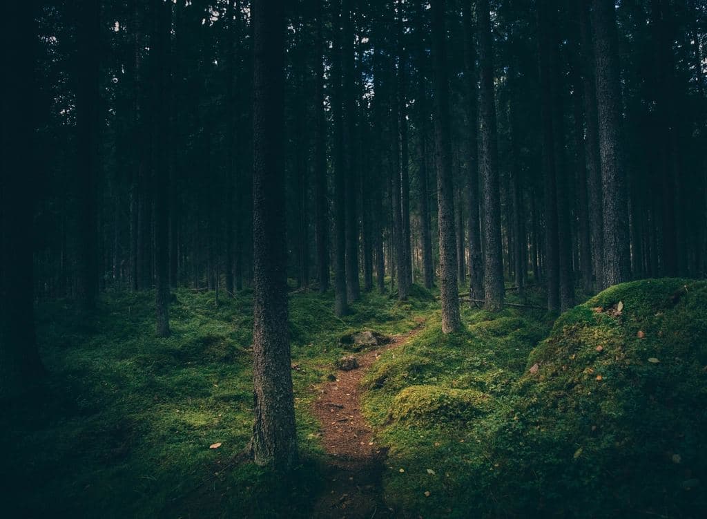 Sous-bois sombre et moussu