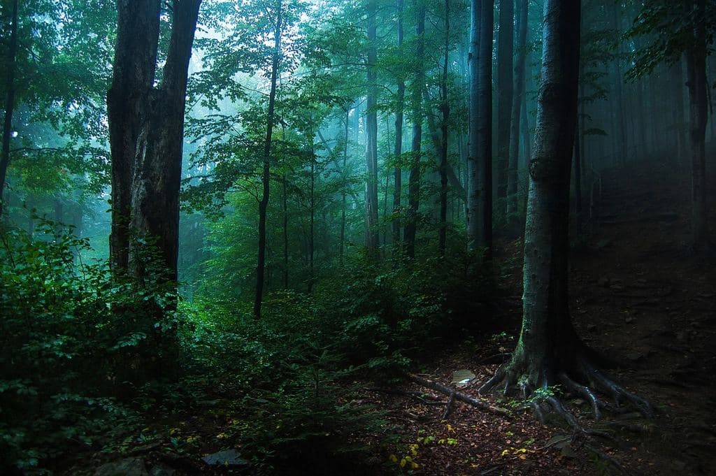 Sous-bois dense