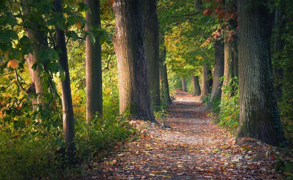 Sentier entre les arbres